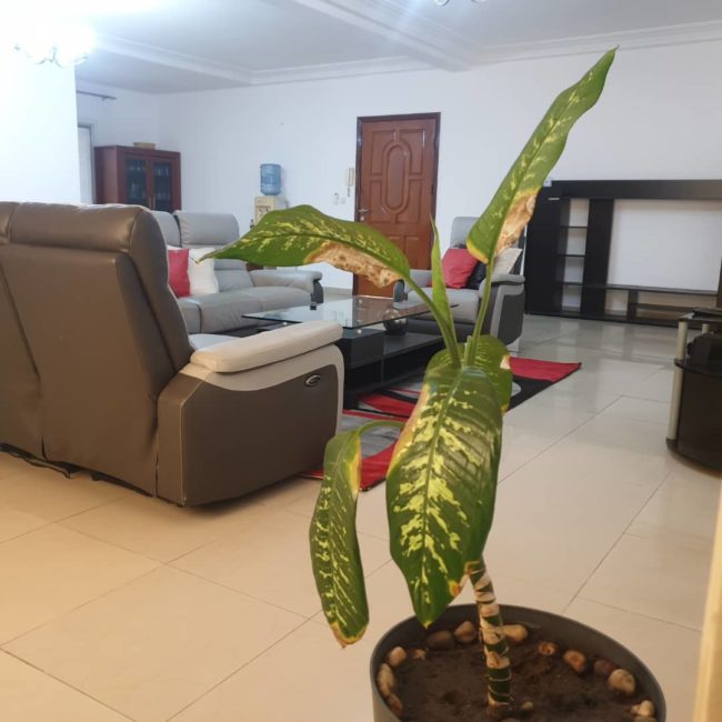 23244340_1517869511641142_7820514525688599125_n